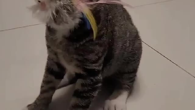 spoiled but cute cat