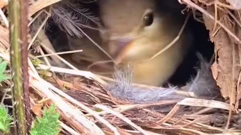 The chick warbler builds her nest in a nettle