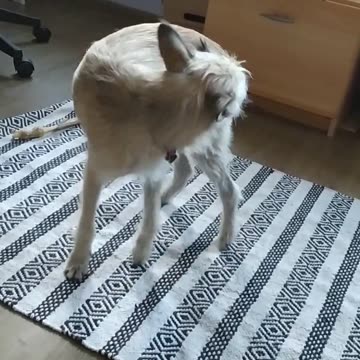 Puppy Has A Funny Way Of Chasing His Tail