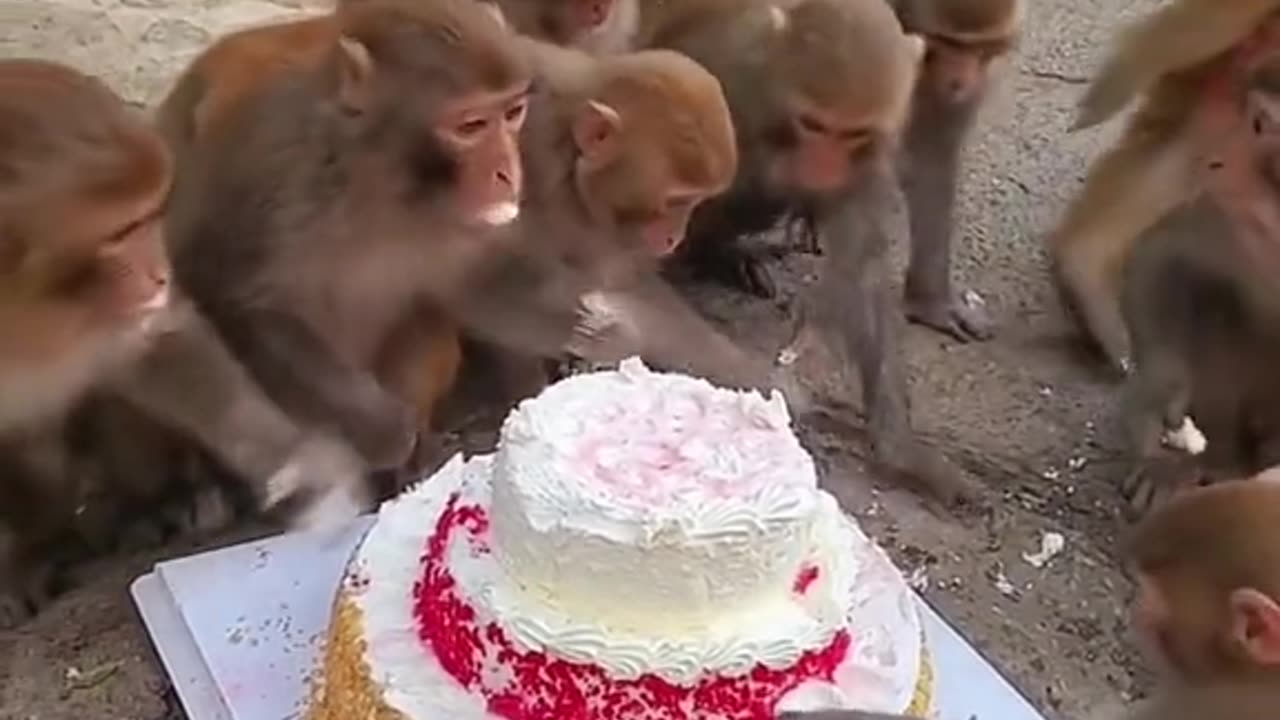 Happy birthday video, hbd video , monkeys video ,monkey video