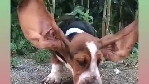 Funny dog video