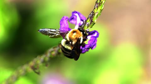 A beautiful bee 🐝 feeding on flowers nectar 4k video # rumble