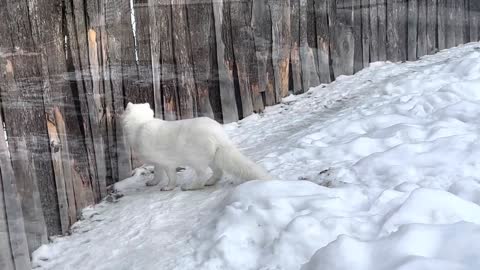 Have you seen an Arctic fox as cute as this?