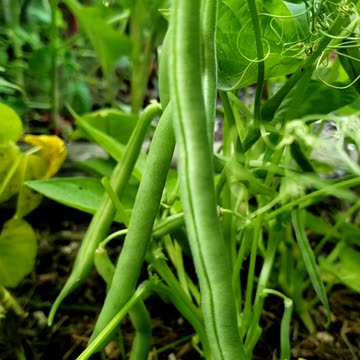 First green beans in this season, 2023