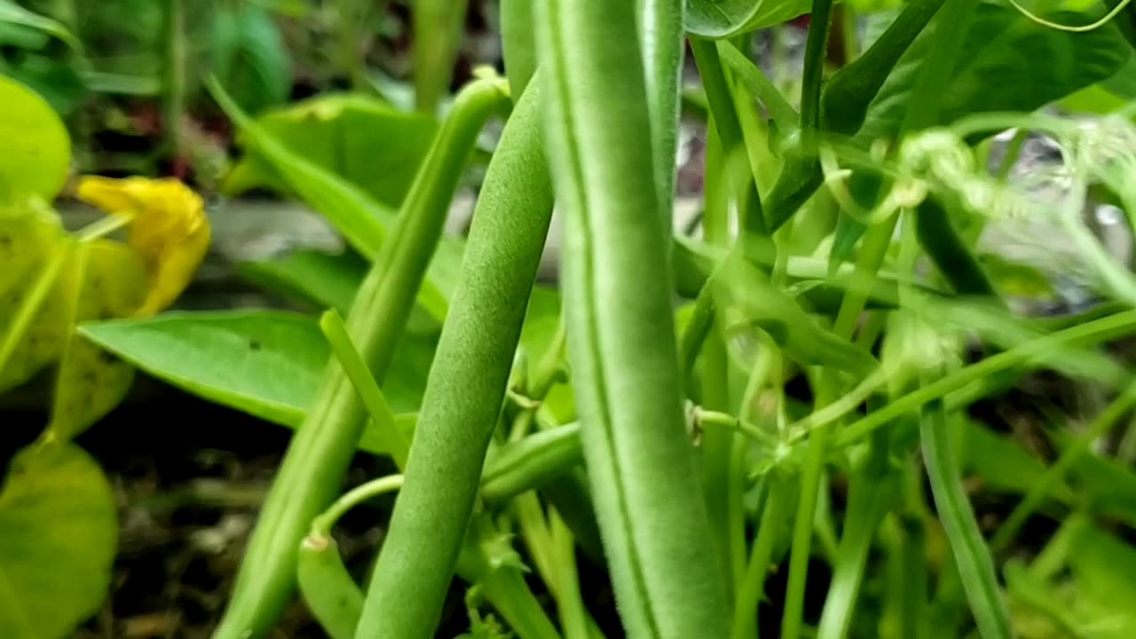 First green beans in this season, 2023