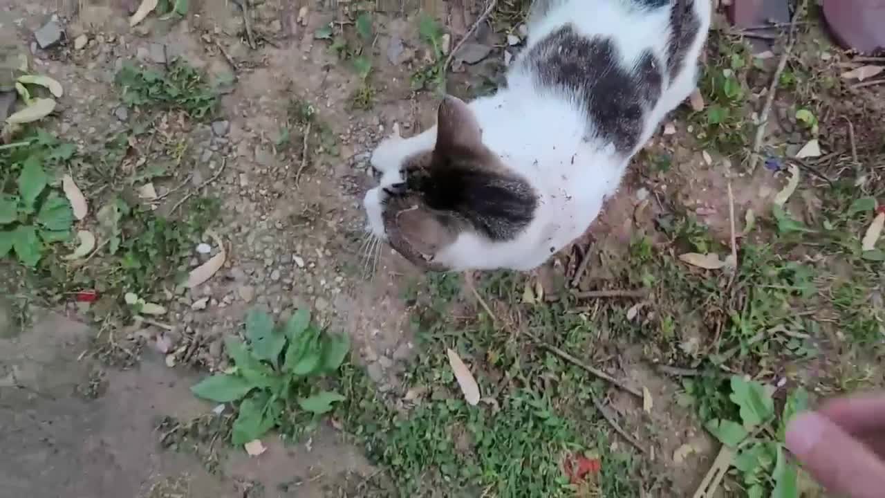 An unknown cat came up to me and allowed me to touch his stomach!!