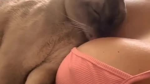 Cute cat playing hot girl boobs