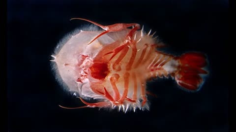 Creepy inhabitants of the ocean depths