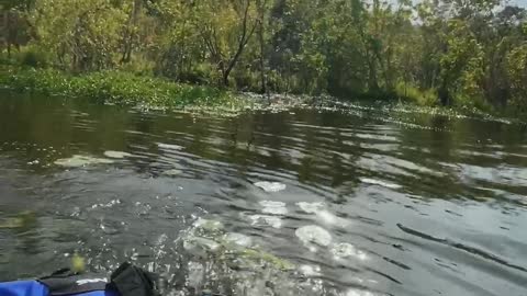 Huge Alligator Uncomfortably Close to Kayakers