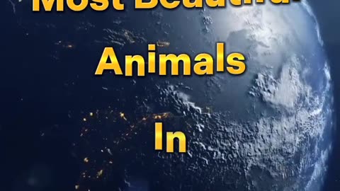 Animals1.2