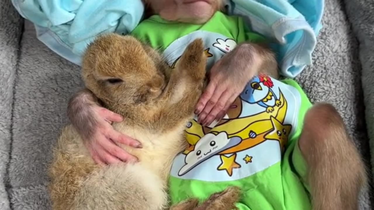 Unexpected Besties Bunny and Monkey Cuddle Time!