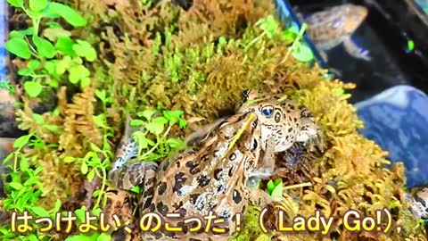 Japanese sumo wrestling of frogs