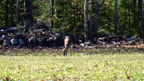 White-tailed deer