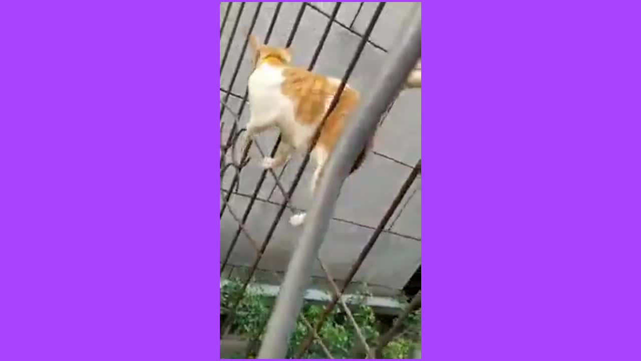 Cat funny video to claimb on a walll💢💥💯