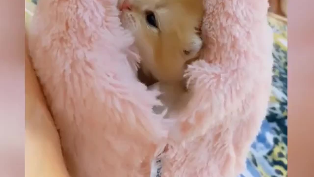 funny cat video