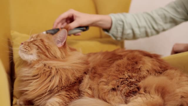 Cat Funny Video