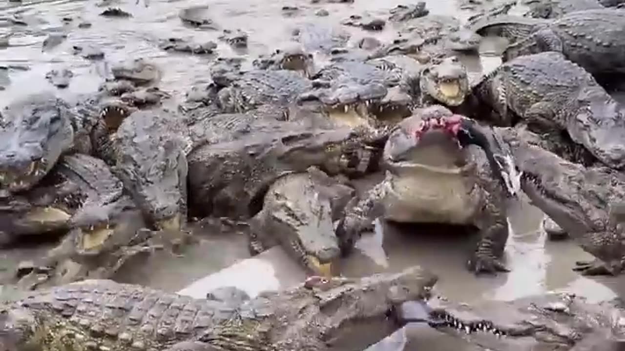 Crocodile Feeding at Langkawi Crocodile Farm