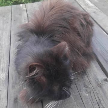 The cat does not want to pose