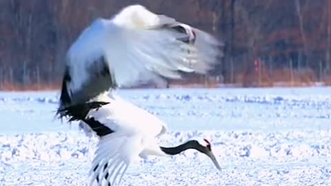 The love story of the Red Crowned Crane