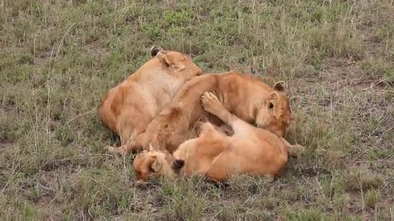 Tigers fun