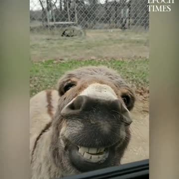 Donkey Video Bombs The White Tiger With Awesome Smile