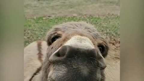 Donkey Video Bombs The White Tiger With Awesome Smile