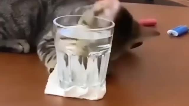 Naughty cat drop glass of water 💧