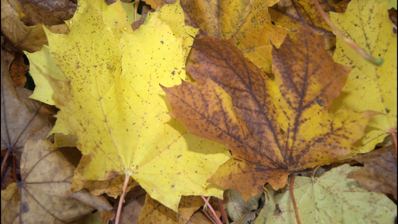 Autumn in Devon. The art of nature