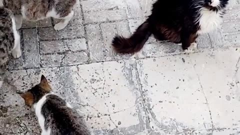 Cute little kittens and cats eating food.