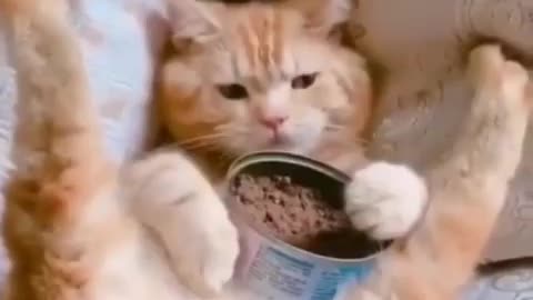 Cute cat eating video