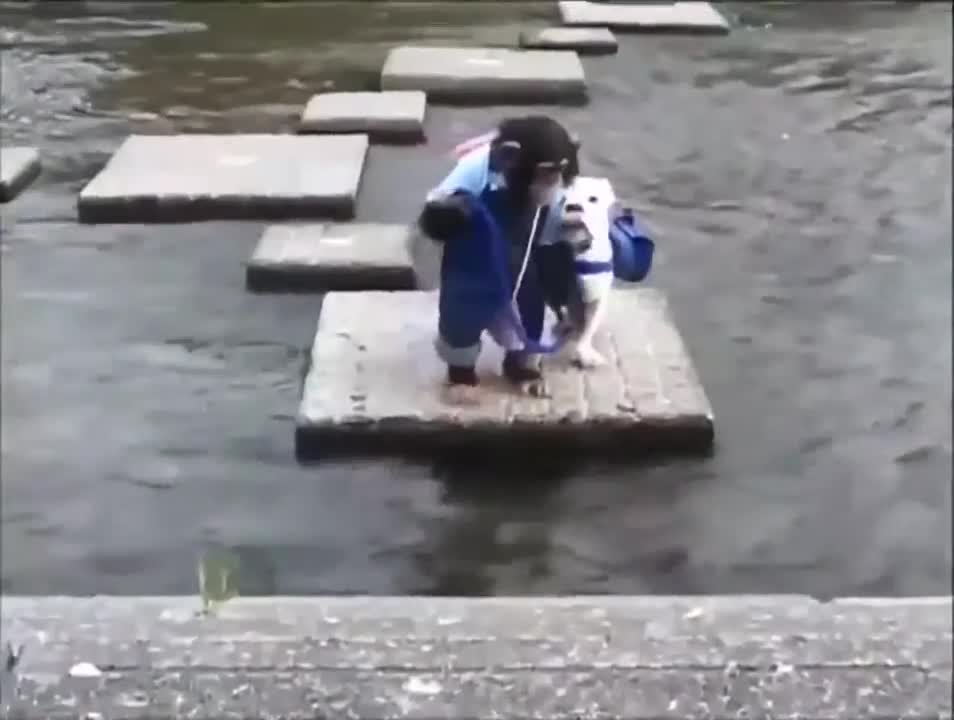 monkey and dog for a walk