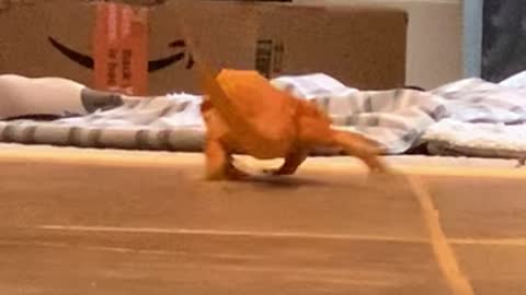 Lizard Slips on the Floor