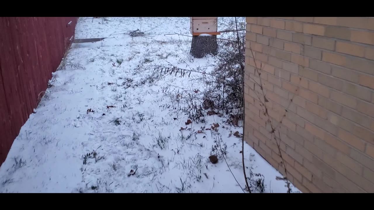 Winter 2021 Tree Fall Took Out a Shed.