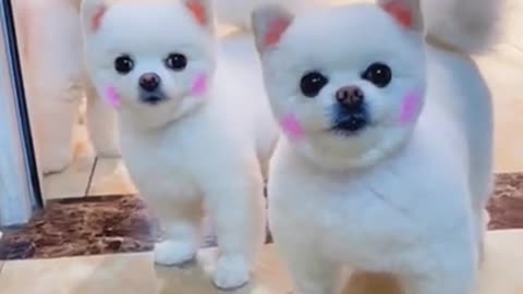 The CUTEST DOGS