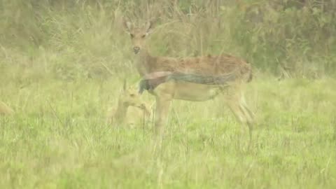 A short glimpse of Bardia National Park Nepal