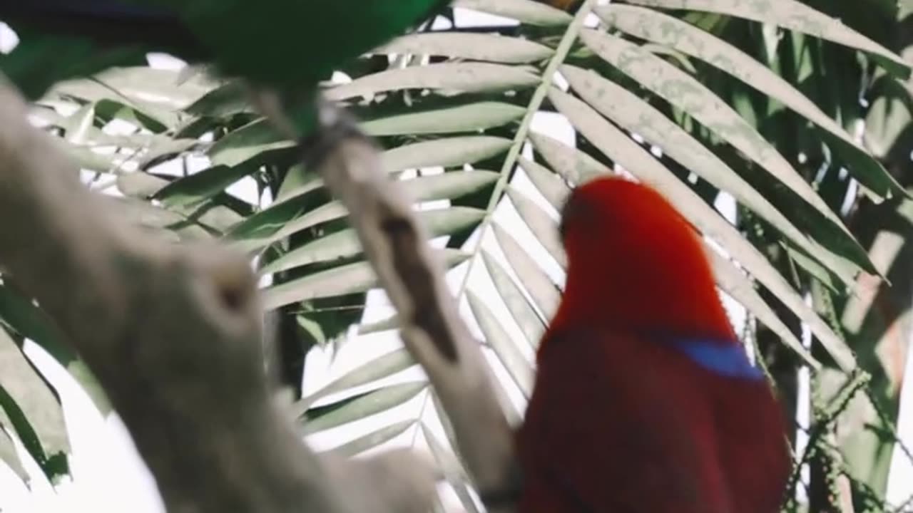 Very Beautiful Red and Green parrot 😍