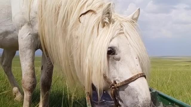 Funny & Cute Animals