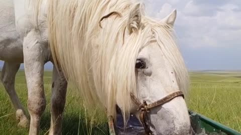 Funny & Cute Animals