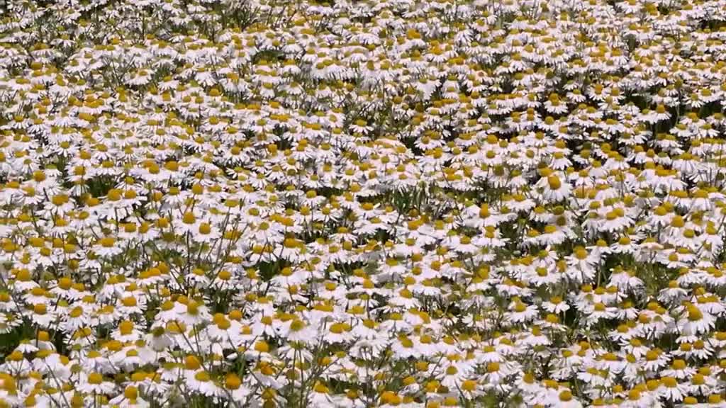 It's really super romantic to watch the wild chamomile