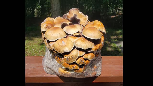 Cloning Mushrooms for Clusters. Mycology