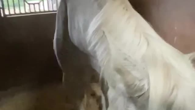 Baby Swallow and Pooh