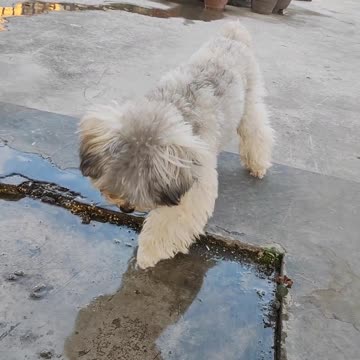 Cute Puppy looking into his shadow and playing with it