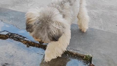 Cute Puppy looking into his shadow and playing with it
