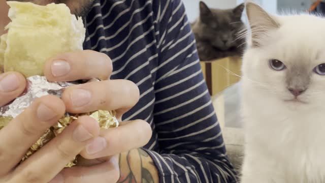 Cat Can't Contain Craving for Burrito