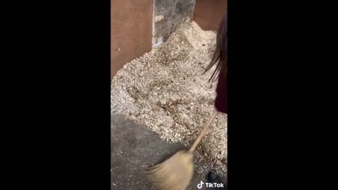 The Best HORSE TikTok Compilation 2022