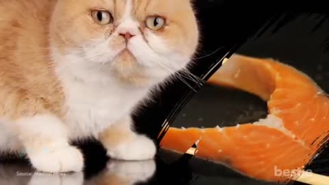 Best Food for cat's