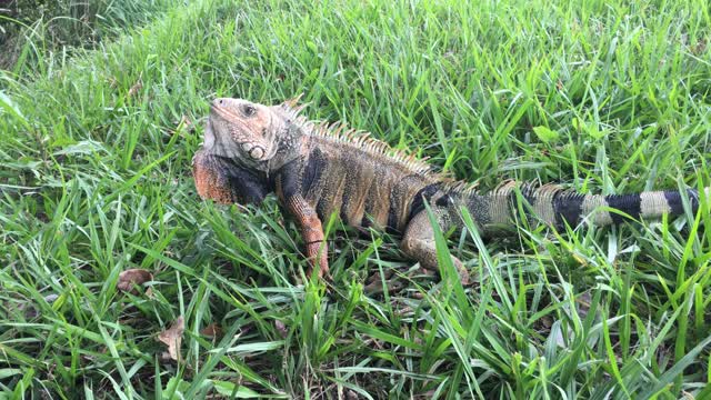 Green Iguana Near Colombian Highway