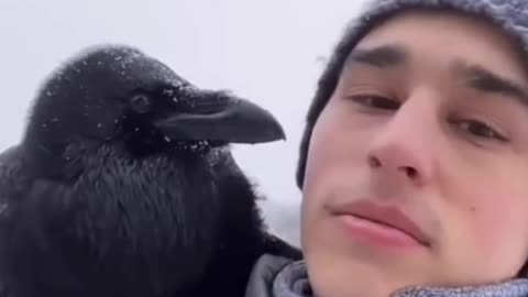 The bird knows about 30 commands