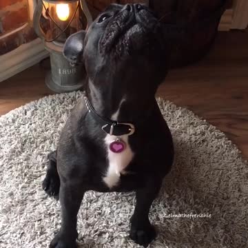 Perra deja salir un épico aullido al darse cuenta que se le acabaron las golosinas