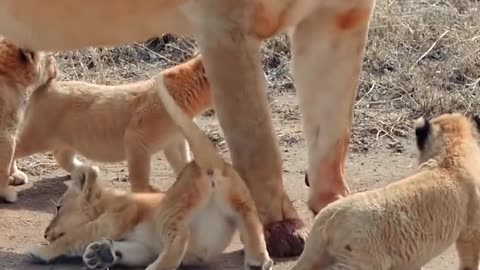 Cute baby lion